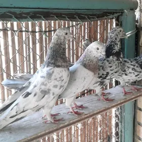 Kepderi.голуби.