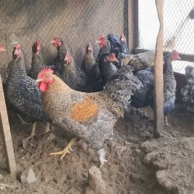 dominat towuk, horaz