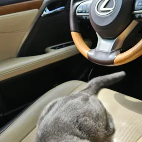 Pişik Şatlanskaya Wislouhaya