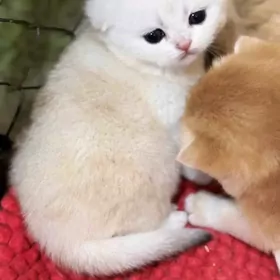 шотландский шиншилла