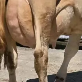 Ak gibrit golely sygyr