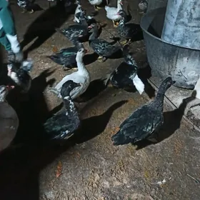 мускус еркеги