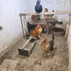 karlik arasa yumurtkasy bar