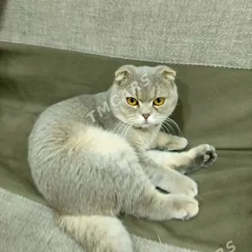 кот вислоушка на свидание