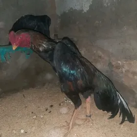 O  ŠAMO KOREY. JŪJELER BAR!!!