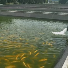 iśgär gerek,(нужен работник)