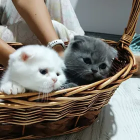 шотландские вислоухие котята