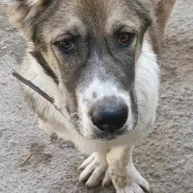 Чопан ит Алабай