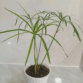 цветы комнатные