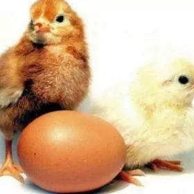 Lohman braun juyjesi