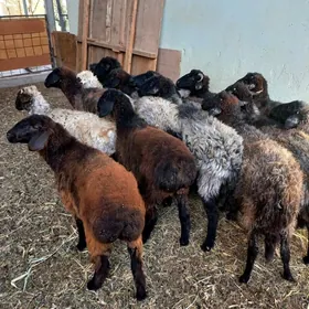 Garaköl.Goyun.Tokly.Kisar