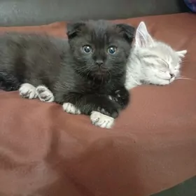 Котята pishijik