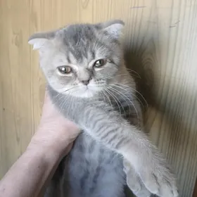 отдадим котика в добрые руки