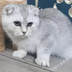 Шотландские котята