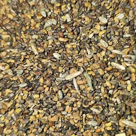 Атгулак тохум