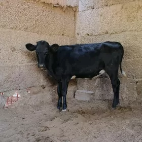 Çorni piyostur tuwe