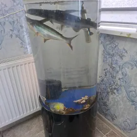 Akwarýum we akula balyklar