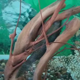 Сомики обычные, и вуалевые