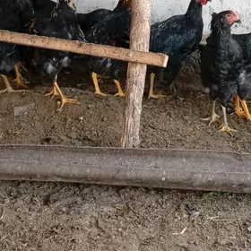 гигант хоразлар