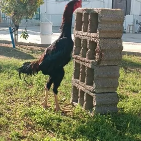 GULİBER Taşkent ýumurtgasy