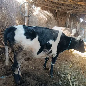 голели сыгыр