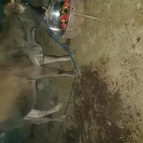 Sygyr 1nji garnyna 7 aý bogaz