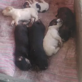 щенки, güjikler