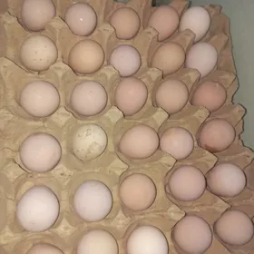 sisarka käkilik yumurtga.