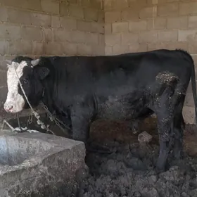 şibes öküz 1.8 aylik