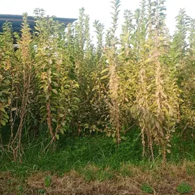 черешьния гара