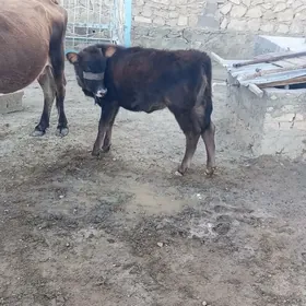 Öý haýwanlaryGöleli sygyr