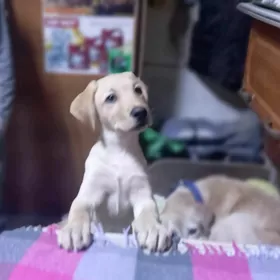 лабрадор рЛабрадор