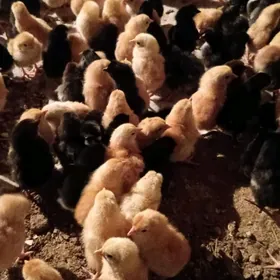 towuk juyje жуже