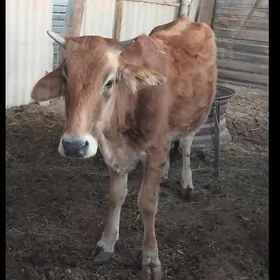 Göleli sygyr  Öküz