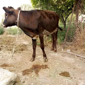 Gibrit Öküzler we Tüwe