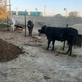 tohum siwes öküzler