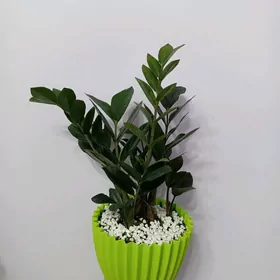 ЗАМИОКУЛЬКАС ЧЁРНЫЙ