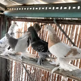 Kepderi..голуби.