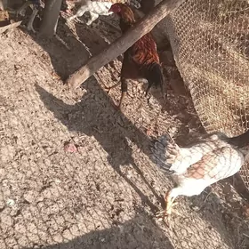 Broller katys baysoklar