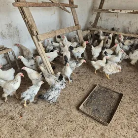 towuklar we induklar