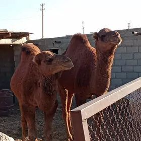 Urbalik Un erkek onsun ustunde