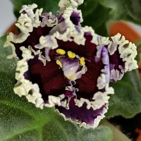 фиалки, фиалка, fialkа, gül