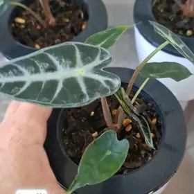 gul комнатные растения