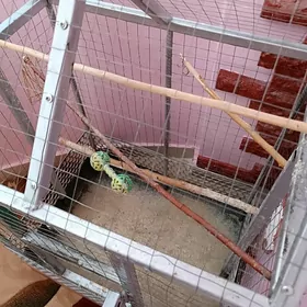 клетка, kletka