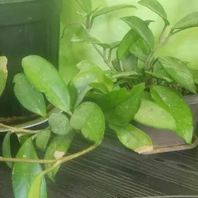 Хоя цветущяя