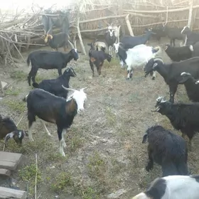 bogaz geciler we erkecler