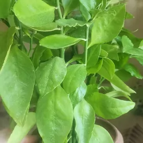 Педилантус