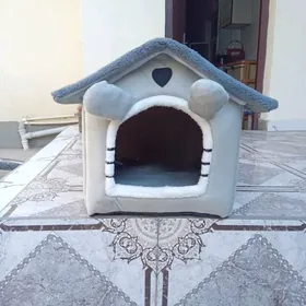 Кошки кот собака дом