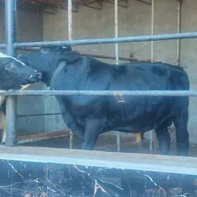 Окузлер 3 саны