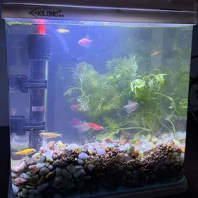 Аквариум Akwarium täze